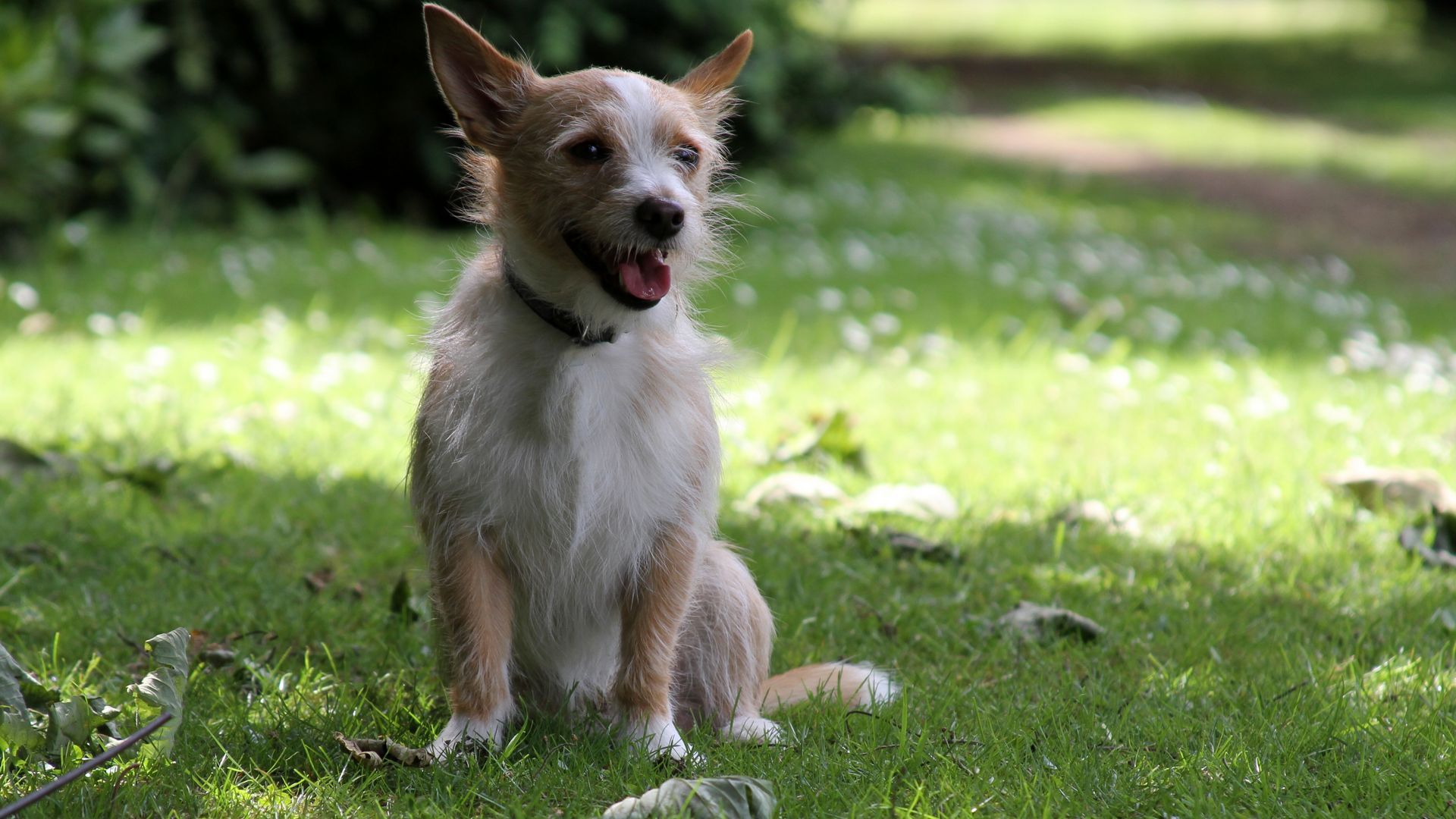 Portuguese Podengo